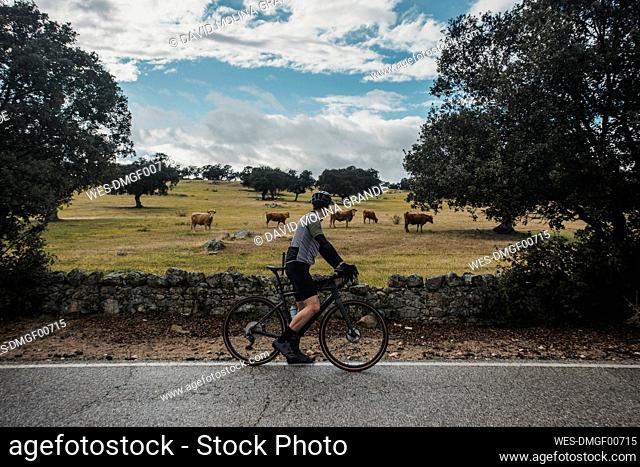 Cyclist with bicycle looking at cows grazing in agricultural field