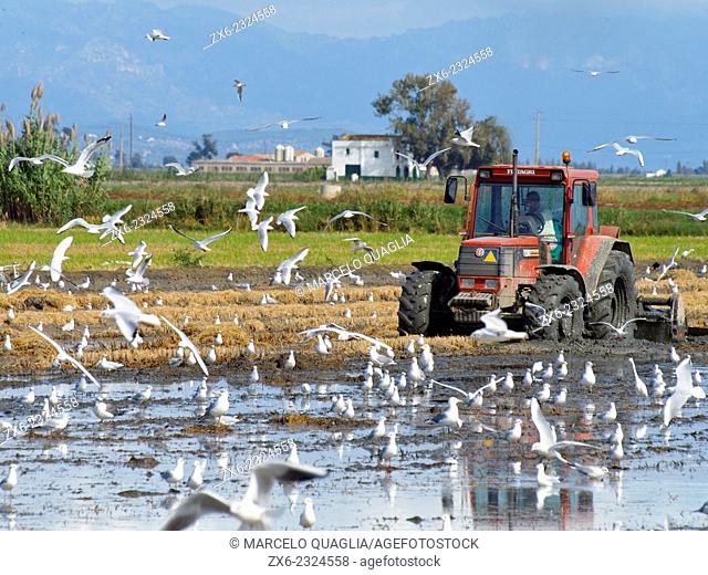 Tractor preparing cropped rice fields to be flooded for winter time. Ebro River Delta Natural Park, Tarragona province, Catalonia, Spain
