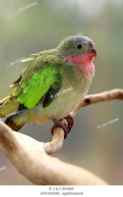 Princess Parrot, Polytelis alexandrae, Outback, Northern Territory, Outback, Australia, adult on branch