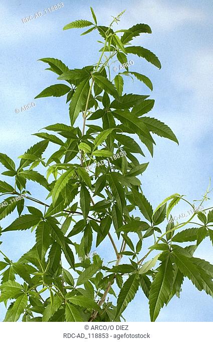 Five-leaved Chaste Tree Vitex negundo heterophylla Cut-Leaf Vitex