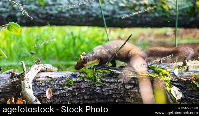 Pine Marten (Martes martes) close to water with lying tree in background, Bialowieza Forest, Poland, Europe