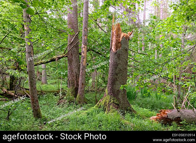 Springtime deciduous primeval stand with old broken spruce trees, Bialowieza Forest, Poland, Europe