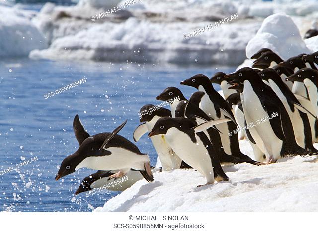 Ad‘lie penguin Pygoscelis adeliae near the Antarctic Peninsula, Antarctica MORE INFO The Ad‘lie Penguin is a type of penguin common along the entire Antarctic...