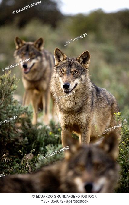 Three Iberian wolves, watch the horizon, Wolf park, Antequera, Malaga, Andalusia, Spain