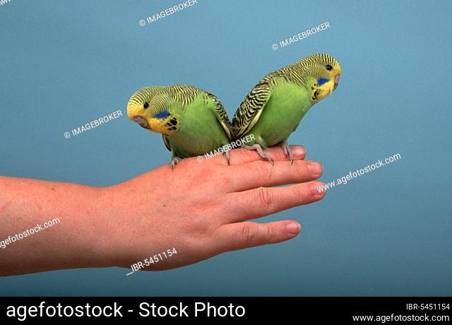 Young budgies, on the hand, budgerigar (Melopsittacus undulatus)