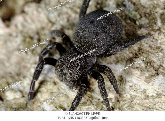 France, Araneae, Eresidae, Ladybird Spider (Eresus kollari), female