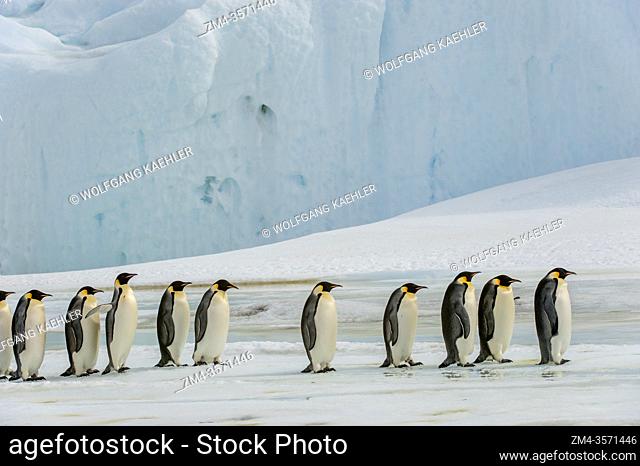 A group of Emperor penguins (Aptenodytes forsteri) walking over the fast ice at the Emperor penguin colony at Snow Hill Island in the Weddell Sea in Antarctica