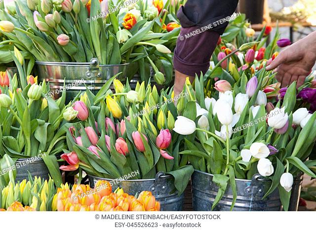 Colorful tulips on display at the farmers market in spring