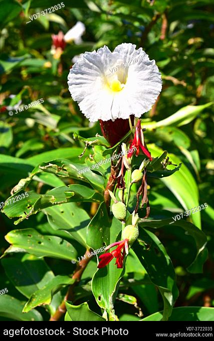Crepe ginger (Cheilocostus speciosus) is a perennial herb native to Asia. Is an ornemental plant and has medicinal propieties