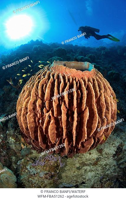 scuba diver and barrel sponge, Xestospongia testudinaria, Cabilao Island, Central Visayas, Philippines