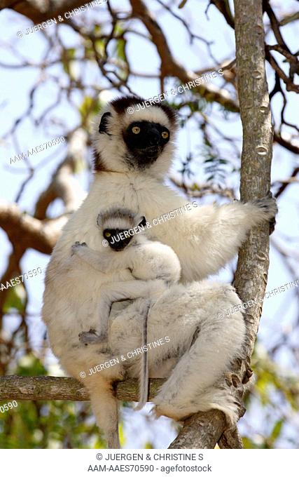 Verreaux`s Sifaka (Propithecus verreauxi) with Young in Tree, hugging, Berenty Game Reserve, Madagascar