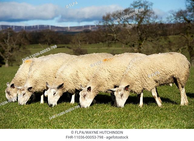 Domestic Sheep, Blue-faced Leicester, ewes, flock grazing spring grass, Scotland, february