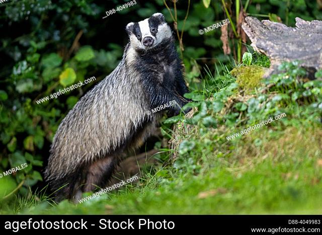 France, Brittany, Ille et Vilaine, European badger (Meles meles), in an undergrowth,