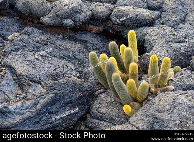 Lava cactus (Brachycereus nesioticus), Fernandina Island, Galapagos, Ecuador, South America