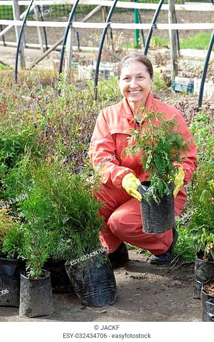 Female gardener chooses thuja sprouts at market