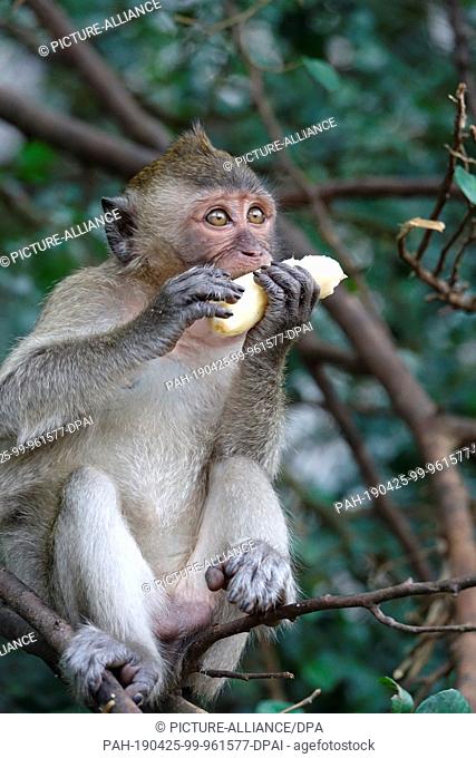 04 March 2019, Thailand, Takua Thung: A macaque monkey holds a banana at Wat Suwan Kuha, also called Wat Tham (""cave temple"")