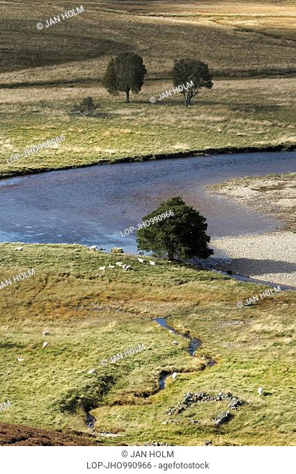 Scotland, Aberdeenshire, Braemar, Sheep grazing on the banks of the River Dee near Linn of Dee