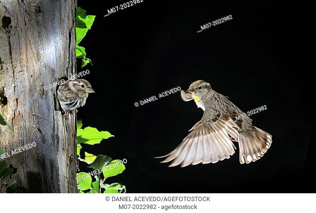 Rock sparrow Petronia petronia coming to nest hole in a tree tronk