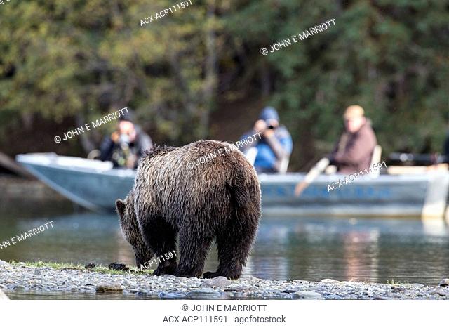 Grizzly bear, Chilcotin, BC