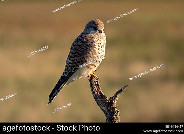 Common kestrel (Falco tinnunculus), female, on a perch, Dinslaken, Lower Rhine, North Rhine-Westphalia, Germany, Europe