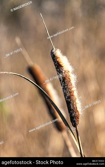 Common Cattail or Broadleaf Cattail (Typha latifolia), Bulrush in winter time, Devon, England, United Kingdom, Europe