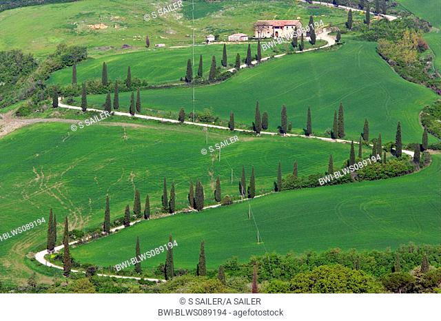 zig-zag avenue with cypress and farm in Tuscany, Italy, Tuscany