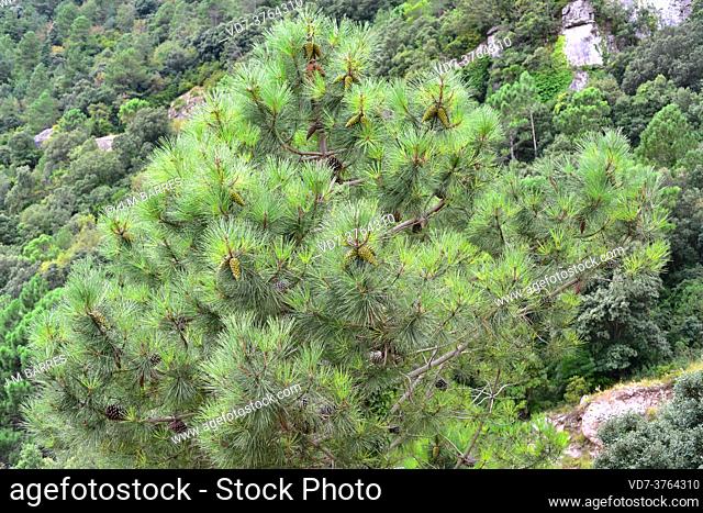 Black pine (Pinus nigra salzmannii) is a evergreen coniferous tree native to western Mediterranean region. This photo was taken in Montsia mountains