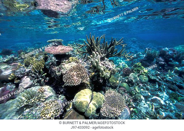 Horizontal image of shallow coral reef (Acropora sp., Favia stelligera, Porites nigrescens) thriving of Njari Island - Northern Ghizo, Solomon Islands
