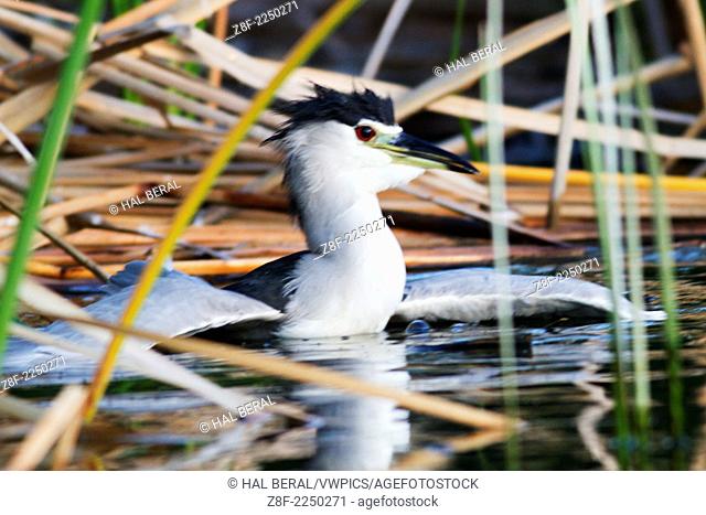 Black-Crowned Night-Heron swims into the tules to hide.(Nycticorax nycticorax).San Jose Estuary, San Jose del Cabo, Mexico