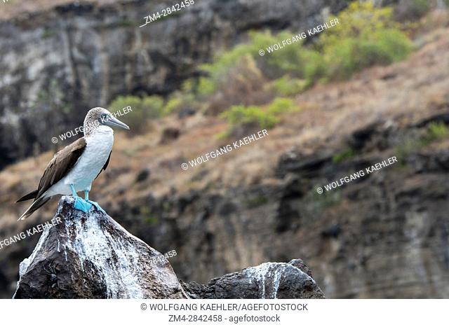 A blue-footed booby (Sula nebouxii) is sitting on a rock near Playa Espumilla, a beach on Santiago Island (James Island) in the Galapagos Islands, Ecuador