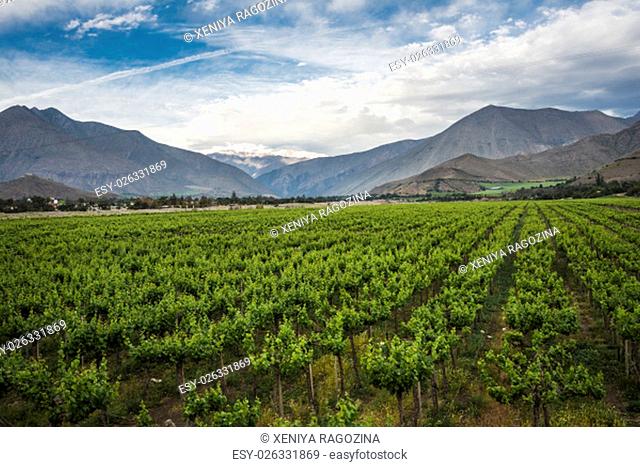 Spring Vineyard when Grapevine flower are transforming into a grape berry. Elqui Valley, Andes part of Atacama Desert in the Coquimbo region, Chile