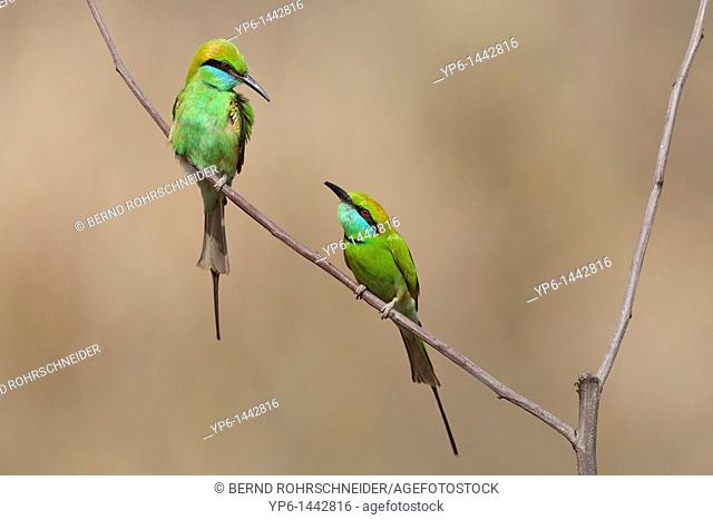 Green Bee-eaters Merops orientalis sitting on twig, Kanha National Park, Madhya Pradesh, India