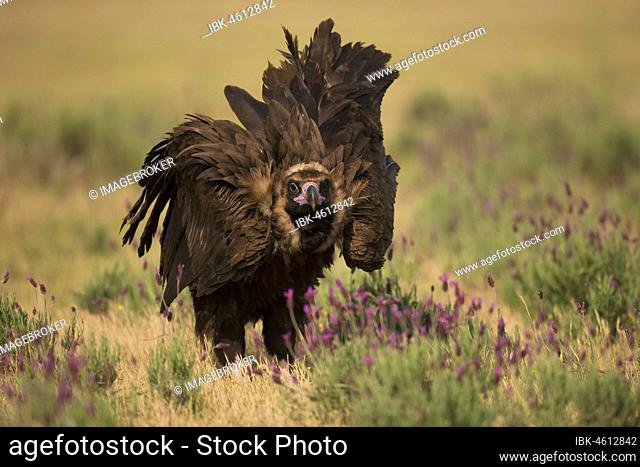 Cinereous vulture (Aegypius monachus) on steppe meadow with crested lavender, endangered species, Extremadura, Spain, Europe