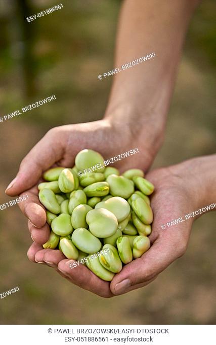 Woman is holding broad beans in hands