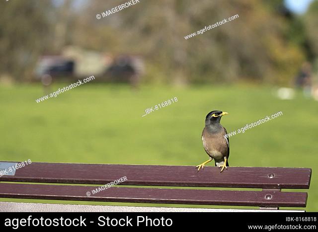 Common myna (Acridotheres tristis) adult bird on a park bench, Melbourne, Victoria, Australia, Oceania