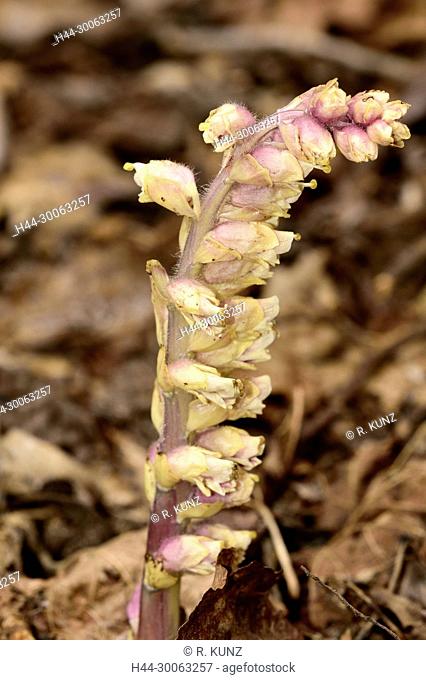Common toothwort, Lathraéa squamària, Orobanchaceae, flower, blossoms, plant, Gorges de l'Omblèze, Parc Regional Naturel du Vercors, Drome department, France