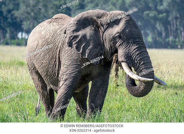 An African bush elephant (Loxodonta africana), aka African savanna elephant eating in Maasai Mara National Reserve , Kenya