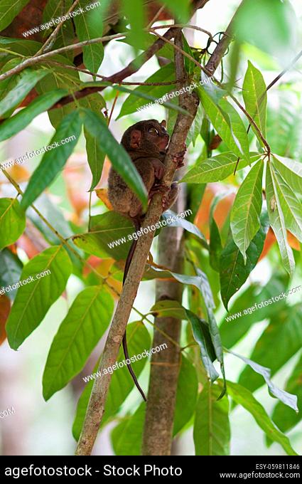 Koboldmaki an einem Baum auf der Insel Bohol, Philippinen