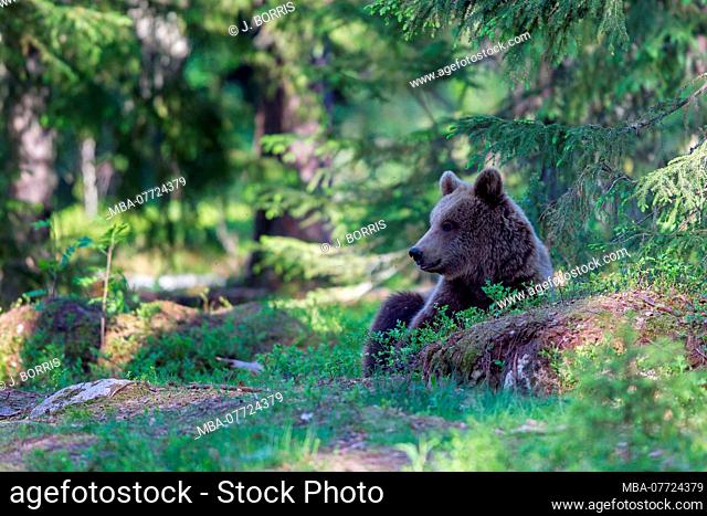 Brown bear, Ursus arctos, wildlife, Finland