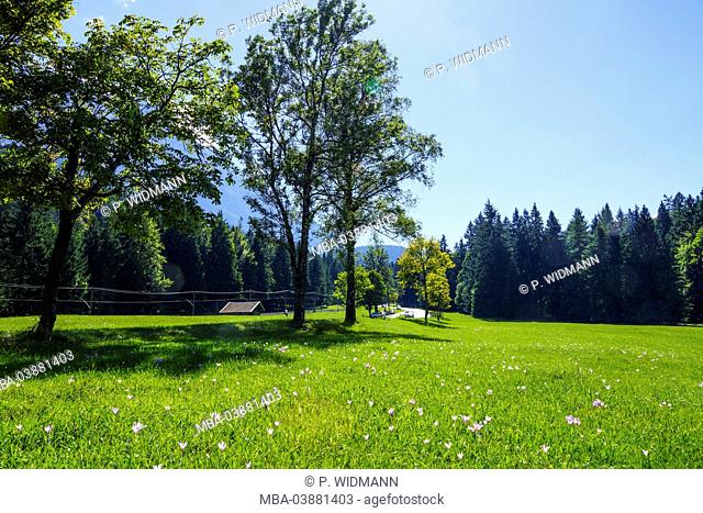 Scenery near Grainau, Garmisch-Partenkirchen, Bavaria, Upper Bavaria, Germany