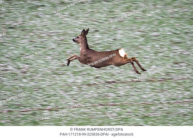 A deer jumps over a field lightly covered in snow near Schoeneck, Germany, 18 December 2017. Photo: Frank Rumpenhorst/dpa. - Schöneck/Hesse/Germany