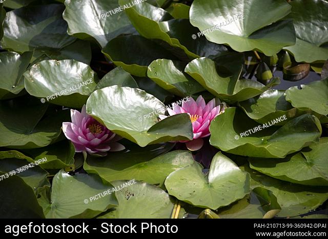 10 July 2021, Bremen: Water lilies grow in a pond at the Universum science museum in Bremen. Photo: Stephan Schulz/dpa-Zentralbild/ZB