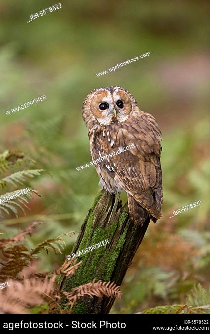 Tawny Owl, tawny owls (Strix aluco), Owls, Animals, Birds, Owls, Tawny Owl adult, perched on stump amongst bracken, Suffolk, England, October (captive)