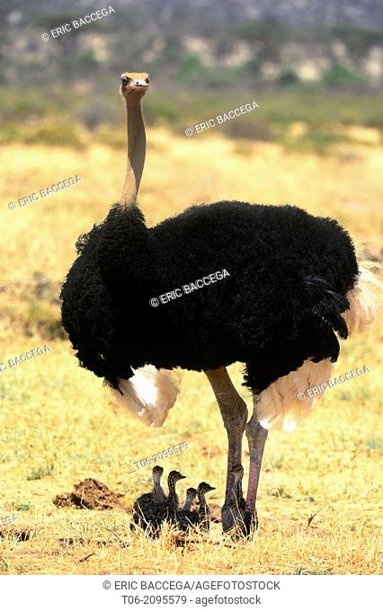 Male ostrich protecting chicks from the sun with its wings (Struthio camelus) Samburu National Reserve, Kenya, Africa, October