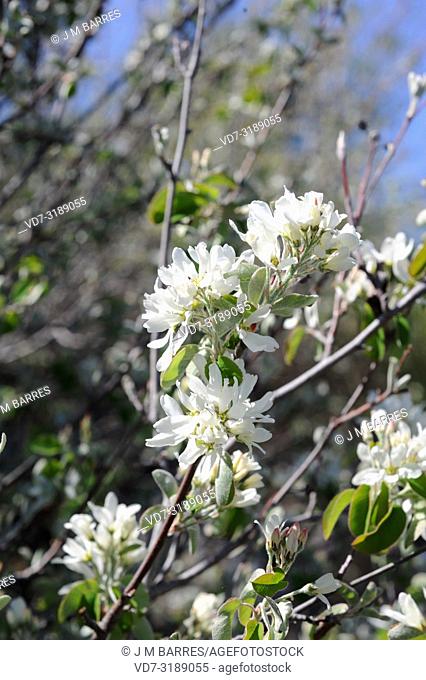 Snowy mespilus (Amelanchier ovalis) is an medicinal deciduous shrub native to central and southern Europe, north Africa and western Asia
