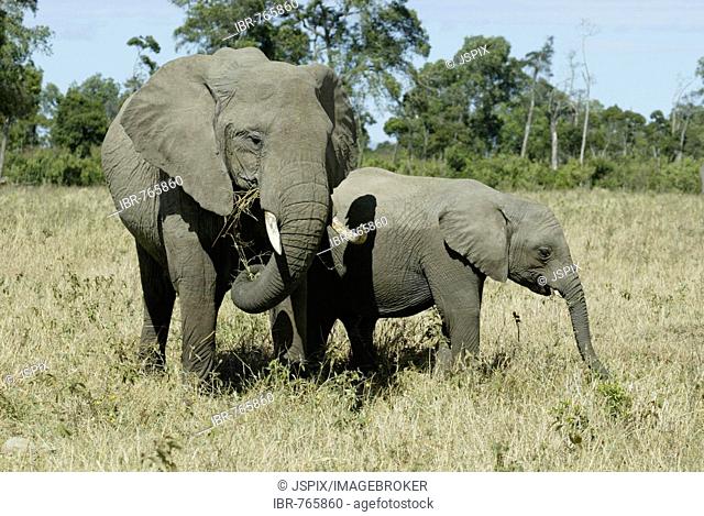 African Bush Elephant (Loxodonta africana), Masai Mara, Kenya, Africa