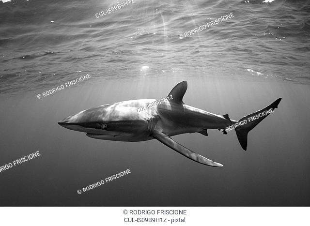 Underwater view of shark, Revillagigedo, Tamaulipas, Mexico, North America