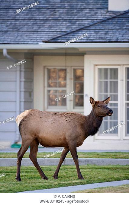 wapiti, elk (Cervus elaphus canadensis, Cervus canadensis), standing in front of a house, USA, Wyoming, Yellowstone National Park, Mammoth Hot Springs