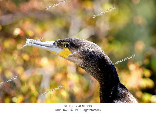 Grand cormoran - Cormorant - Phalacrocorax carbo