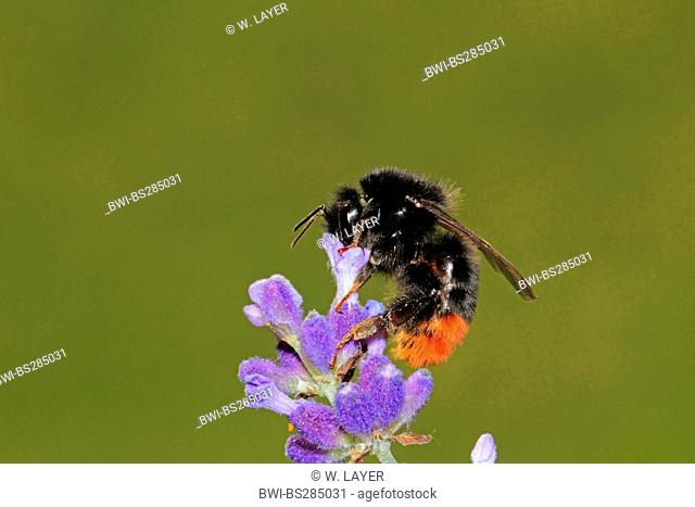 red-tailed bumble bee (Bombus lapidarius, Pyrobombus lapidarius, Aombus lapidarius), sucking nectar at lavender, Germany